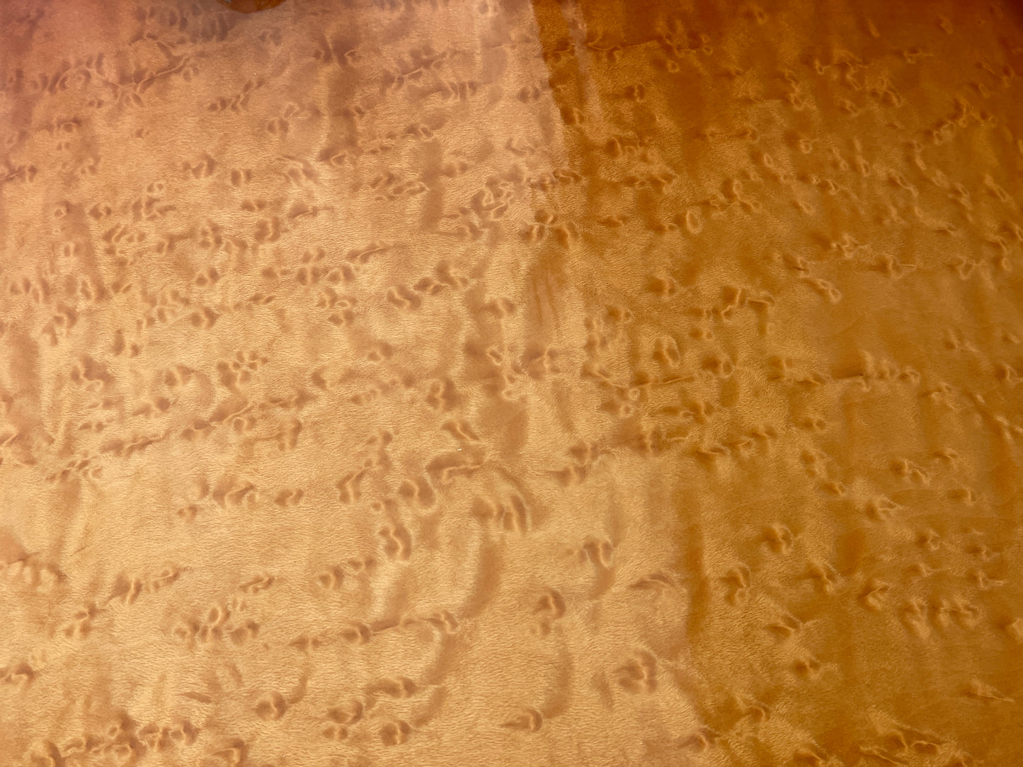 2002 DW Collector's Series Besse Forest Exotic Super Birdseye Maple Drum Set Burnt Toast Burst 22/12/14/16 w/ 7x14 Snare Drum Workshop